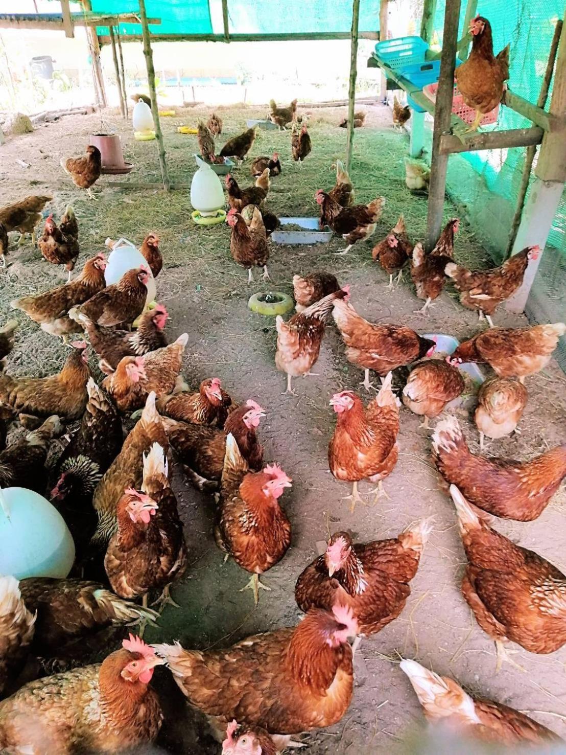 Yaoisland Resort And Farm Ko Yao Yai Ngoại thất bức ảnh