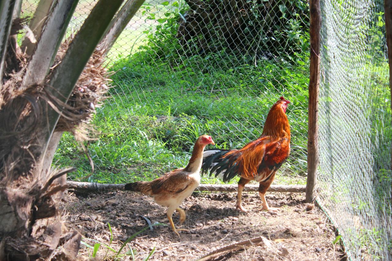 Yaoisland Resort And Farm Ko Yao Yai Ngoại thất bức ảnh