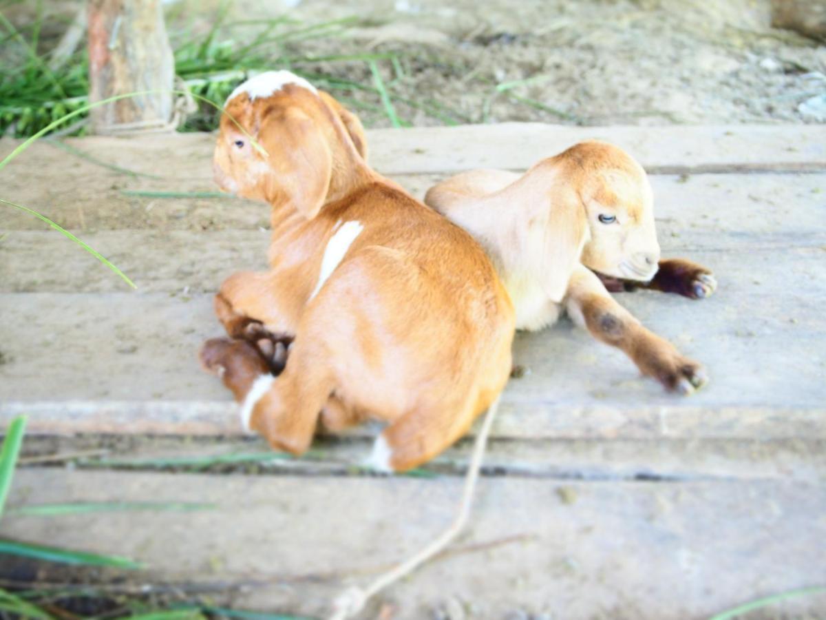 Yaoisland Resort And Farm Ko Yao Yai Ngoại thất bức ảnh