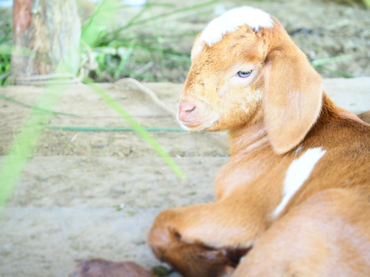 Yaoisland Resort And Farm Ko Yao Yai Ngoại thất bức ảnh