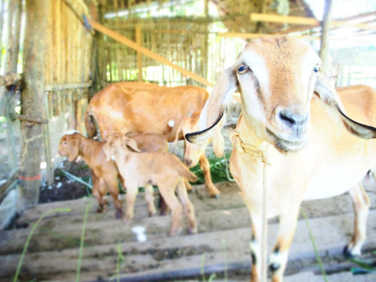 Yaoisland Resort And Farm Ko Yao Yai Ngoại thất bức ảnh