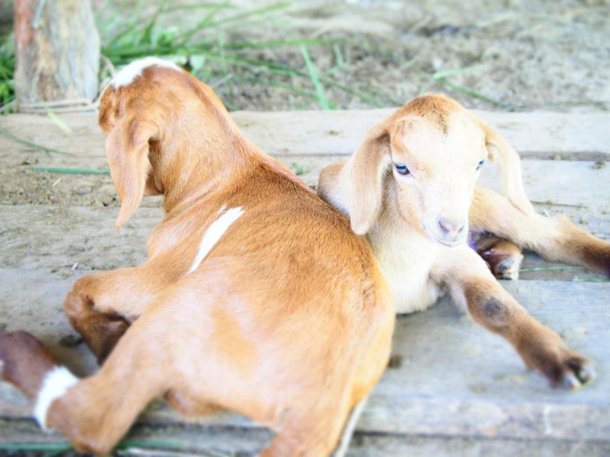 Yaoisland Resort And Farm Ko Yao Yai Ngoại thất bức ảnh
